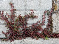 Euphorbia peplus 12, Tuinwolfsmelk, Saxifraga-Ed Stikvoort