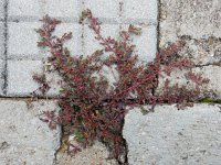 Euphorbia peplus 8, Tuinwolfsmelk, Saxifraga-Ed Stikvoort