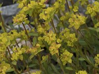 Euphorbia polygalifolia 2, Saxifraga-Willem van Kruijsbergen