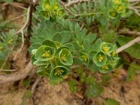 Euphorbia portlandica 13, Saxifraga-Ed Stikvoort