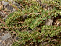 Euphorbia prostrata 2, Geribde wolfsmelk, Saxifraga-Ed Stikvoort