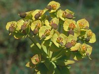 Euphorbia rigida 6, Saxifraga-Jan van der Straaten