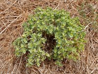 Euphorbia segetalis 7, Saxifraga-Ed Stikvoort