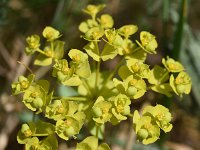 Euphorbia seguieriana 24, Zandwolfsmelk, Saxifraga-Sonja Bouwman  760. Zandwolfsmelk - Euphorbia seguieriana - Euphorbiaceae familie (i)