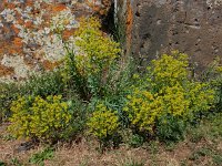 Euphorbia seguieriana 27, Zandwolfsmelk, Saxifraga-Ed Stikvoort