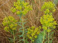 Euphorbia seguieriana 33, Zandwolfsmelk, Saxifraga-Ed Stikvoort