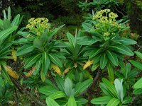 Euphorbia stygiana