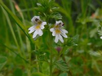 Euphrasia officinalis