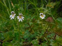 Euphrasia officinalis 2, Beklierde ogentroost Saxifraga-Ed Stikvoort