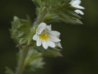 Euphrasia rostkoviana 1, Krijtogentroost, Saxifraga-Jan van der Straaten