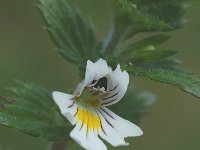 Euphrasia rostkoviana 2, Krijtogentroost, Saxifraga-Jan van der Straaten