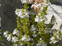 Euphrasia rostkoviana 5, Krijtogentroost, Saxifraga-Jan van der Straaten