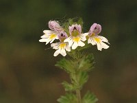 Euphrasia rostkoviana ssp campestris 6, Saxifraga-Jan van der Straaten