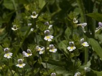 Euphrasia rostkoviana ssp montana 10, Saxifraga-Willem van Kruijsbergen