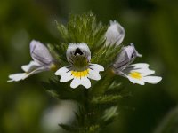 Euphrasia rostkoviana ssp montana 7, Saxifraga-Willem van Kruijsbergen