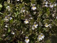 Euphrasia rostkoviana ssp montana 9, Saxifraga-Willem van Kruijsbergen