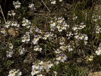 Euphrasia rostkoviana ssp rostkoviana 11, Krijtogentroost, Saxifraga-Willem van Kruijsbergen