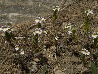 Euphrasia rostkoviana ssp rostkoviana 12, Krijtogentroost, Saxifraga-Willem van Kruijsbergen