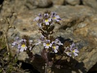 Euphrasia rostkoviana ssp rostkoviana 13, Krijtogentroost, Saxifraga-Willem van Kruijsbergen