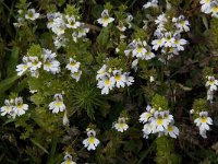 Euphrasia rostkoviana ssp rostkoviana 14, Krijtogentroost, Saxifraga-Willem van Kruijsbergen