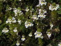 Euphrasia rostkoviana ssp rostkoviana 15, Krijtogentroost, Saxifraga-Willem van Kruijsbergen