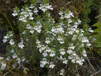 Euphrasia rostkoviana ssp rostkoviana 16, Krijtogentroost, Saxifraga-Willem van Kruijsbergen