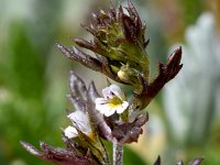 Euphrasia salisburgensis 2, Saxifraga-Sonja Bouwman  Euphrasia salisburgensis - Orobanchaceae familie; Croda Rossa (Moos, I)