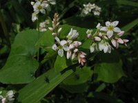 Fagopyrum esculentum 1, Boekweit, Saxifraga-Rutger Barendse