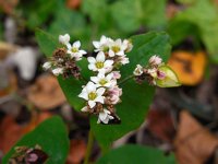 Fagopyrum esculentum 11, Boekweit, Saxifraga-Ed Stikvoort