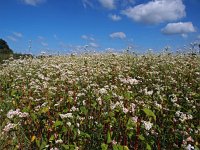 Fagopyrum esculentum 7, Boekweit, Saxifraga-Hans Dekker