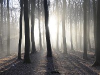 Fagus sylvatica 63, Beuk, Saxifraga-Luuk Vermeer