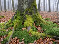 Fagus sylvatica 73, Beuk, Saxifraga-Luuk Vermeer