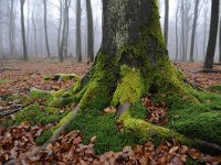 Fagus sylvatica 74, Beuk, Saxifraga-Luuk Vermeer