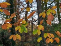 Fagus sylvatica 84, Beuk, Saxifraga-Hans Dekker