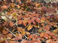 Fagus sylvatica 89, Beuk, Saxifraga-Tom Heijnen