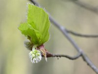 Fagus sylvatica 90, Beuk, Saxifraga-Tom Heijnen