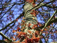 Fagus sylvatica 92, Beuk, Saxifraga-Tom Heijnen