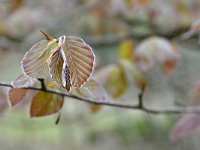 Fagus sylvatica 94, Beuk, Saxifraga-Tom Heijnen