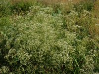 Falcaria vulgaris 14, Sikkelkruid, Saxifraga-Ed Stikvoort