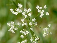 Falcaria vulgaris 18, Sikkelkruid, Saxifraga-Sonja Bouwman  1041. Sikkelkruid - Falcaria vulgaris - Apiaceae familie (i) Den Haag