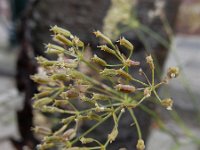 Falcaria vulgaris 6, Sikkelkruid, Saxifraga-Ed Stikvoort