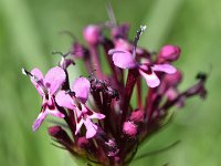 Fedia cornucopiae 21, Saxifraga-Sonja Bouwman  Horn-of-plenty, African valerian - Fedia cornucopiae - Caprifoliaceae familie