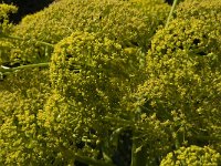 Ferula communis 12, Saxifraga-Willem van Kruijsbergen