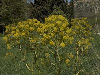 Ferula communis 13, Saxifraga-Willem van Kruijsbergen