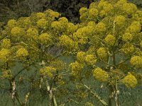 Ferula communis 14, Saxifraga-Willem van Kruijsbergen