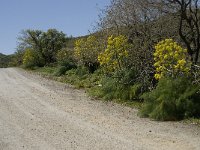 Ferula communis 16, Saxifraga-Willem van Kruijsbergen