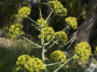 Ferula communis 18, Saxifraga-Jan van der Straaten