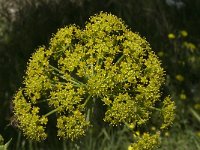 Ferula communis 20, Saxifraga-Jan van der Straaten