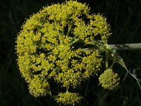 Ferula communis 21, Saxifraga-Jan van der Straaten