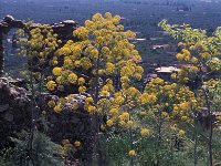 Ferula communis 23, Saxifraga-Jan van der Straaten